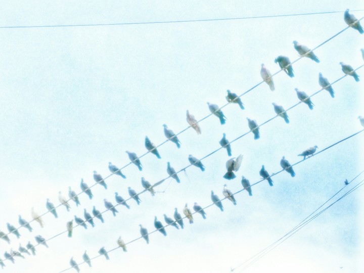 Pigeons