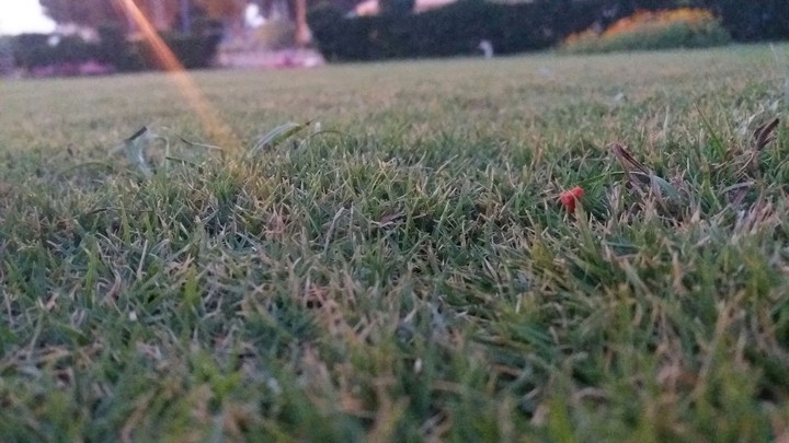 grass