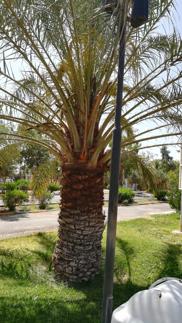 nakhl