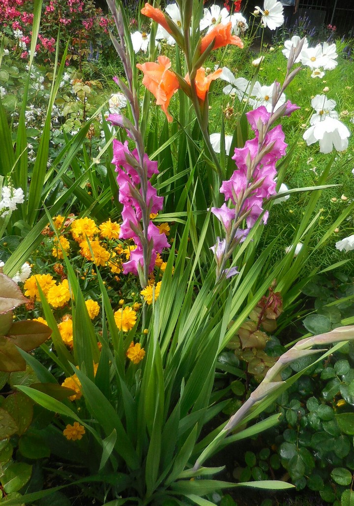 Flower Garden