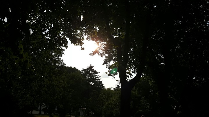 Sun behind the trees