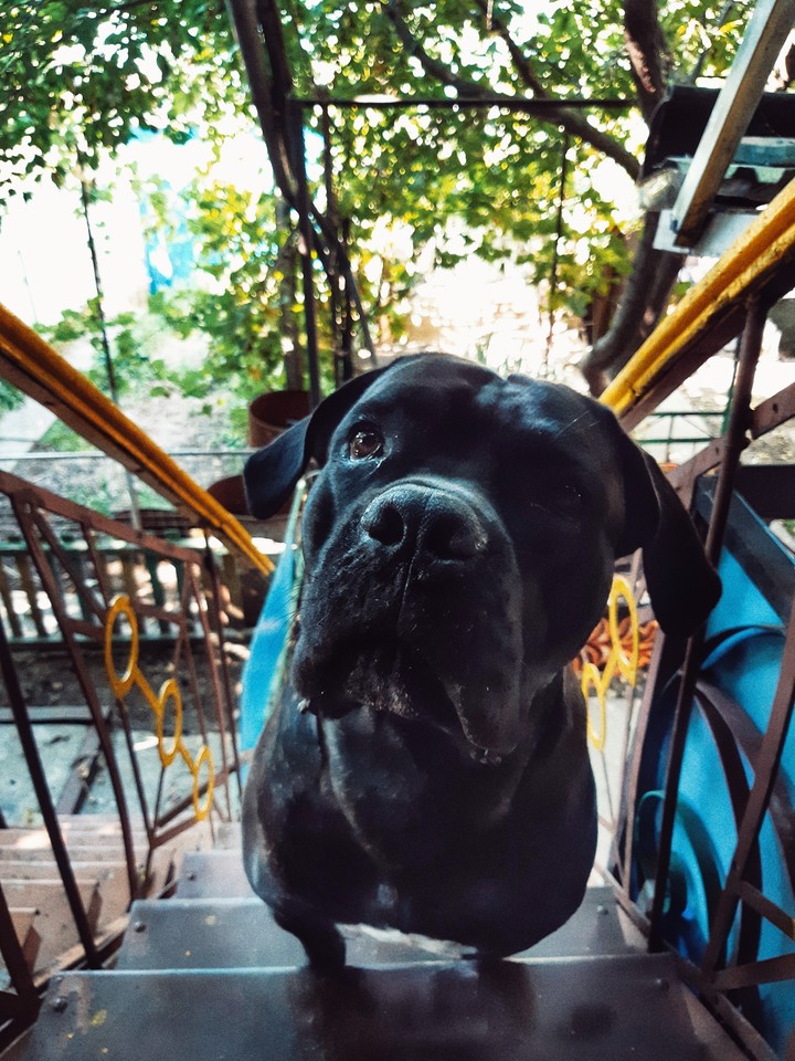 dog