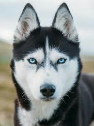 eyes  blue