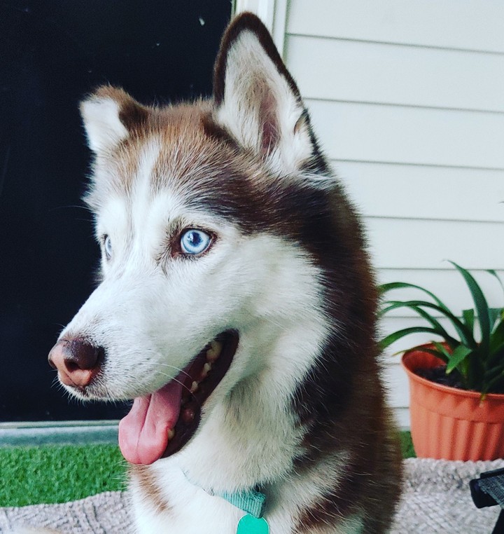 Elsa the Husky