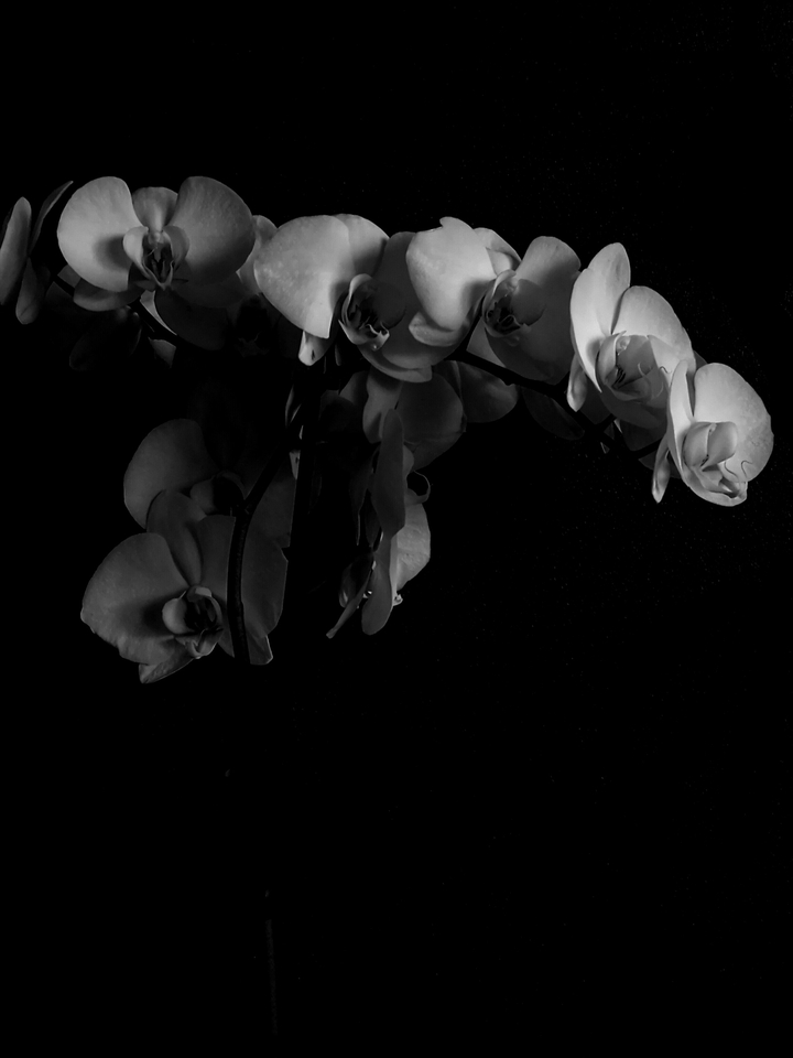 Orchid