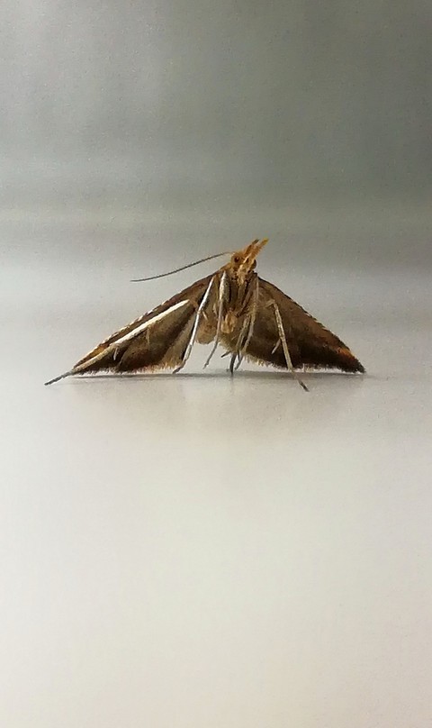 tapety tawhana, bombycidae