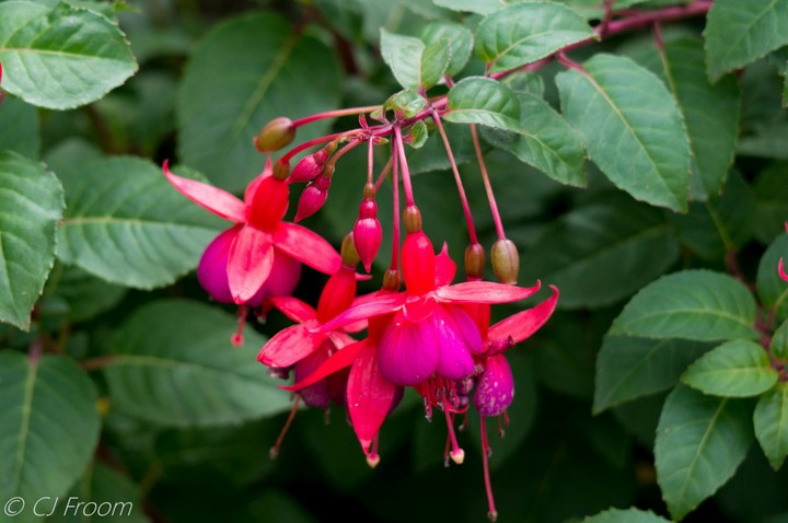 Fuchsias