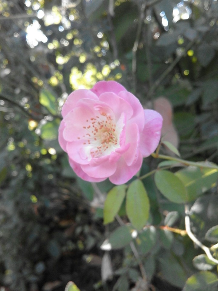 rose