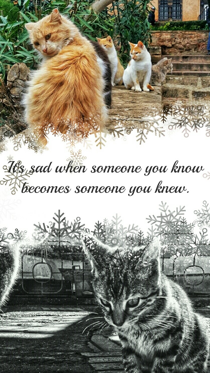 Sad quote
