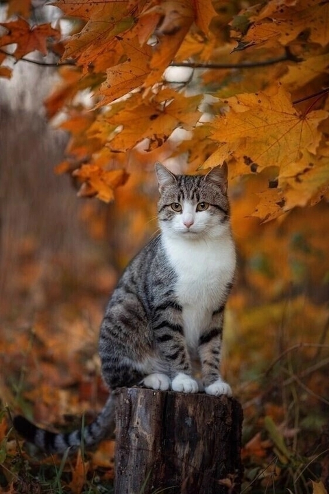 Cat, Black_cat, Snout