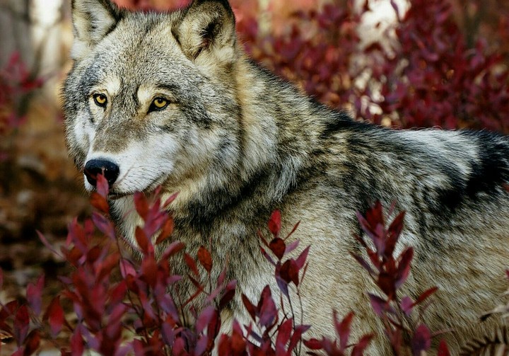 Wolf