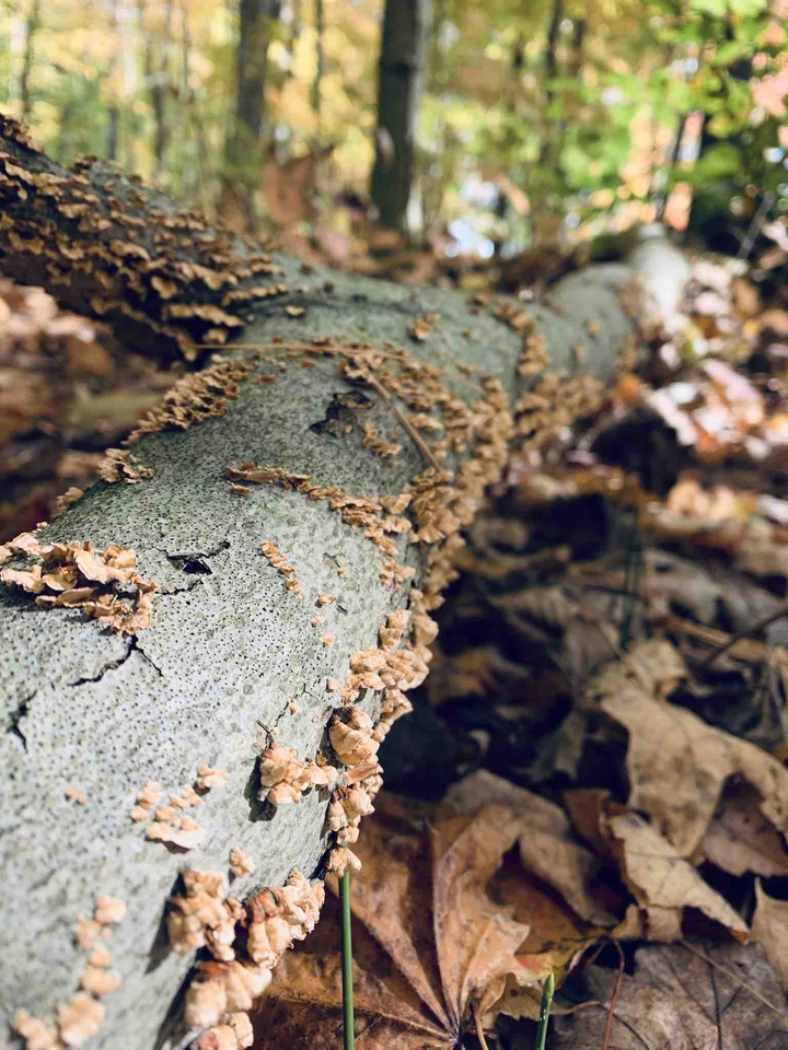 tree log