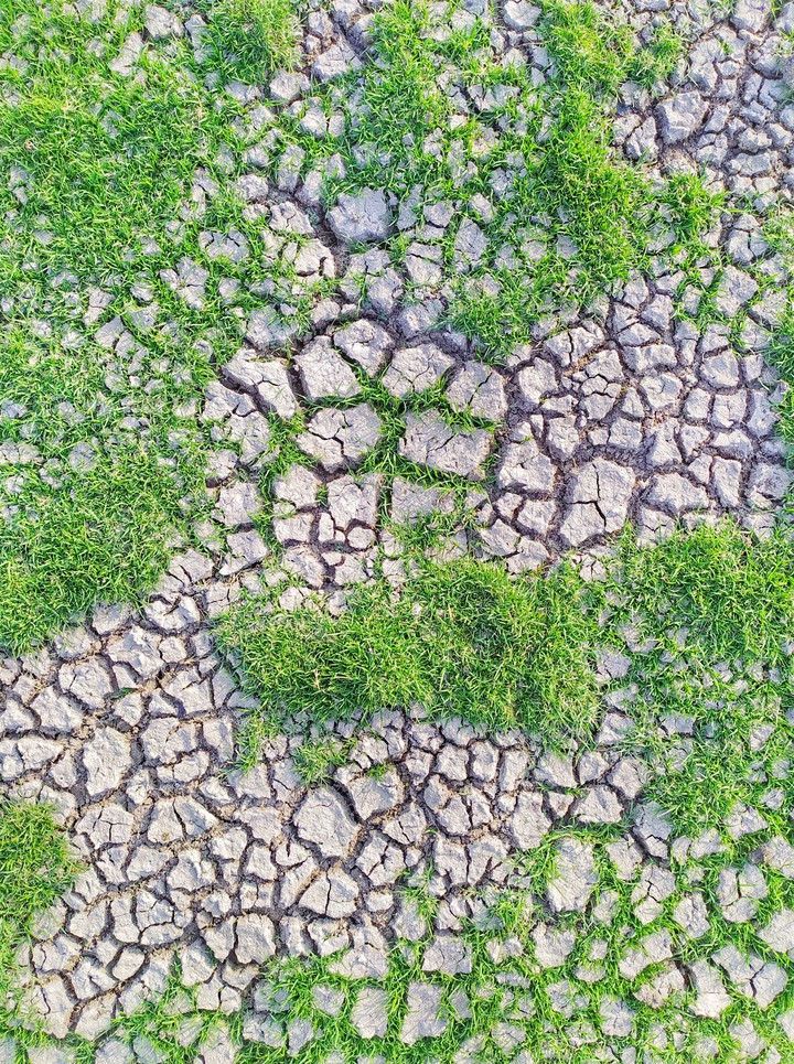 grass, white