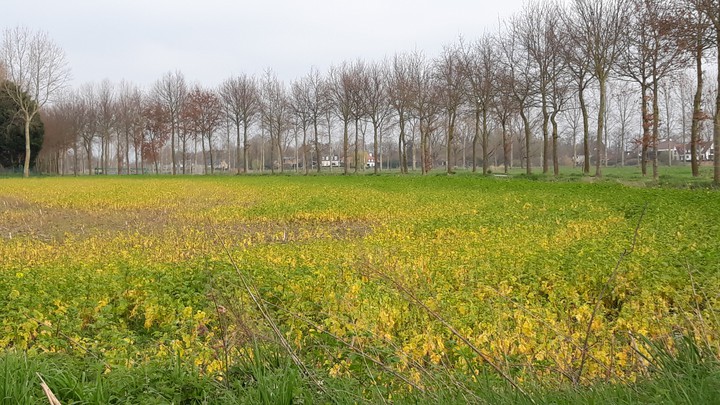 Flowers Field