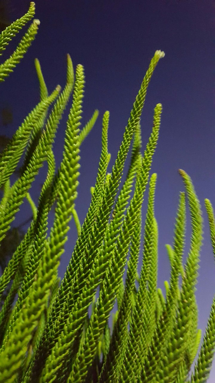 green and strange