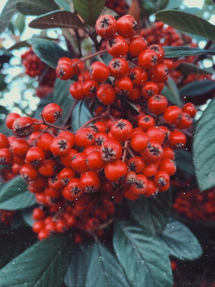 Red Beauty