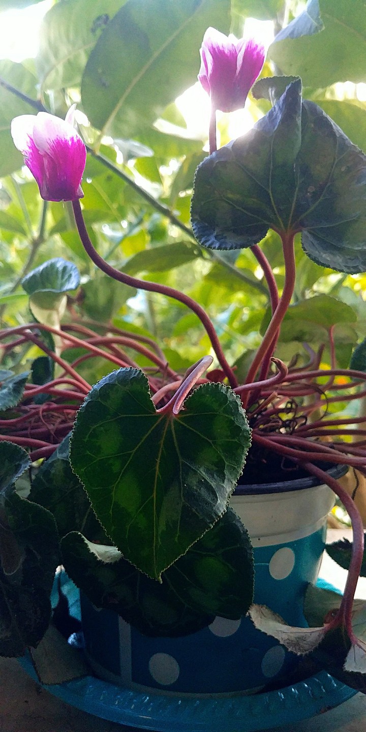 ?