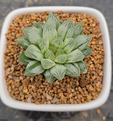 hình nền aloes, stonecrops
