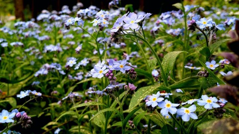 Myosotis palustris (forget-me-not)
