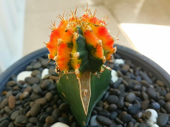 cactus