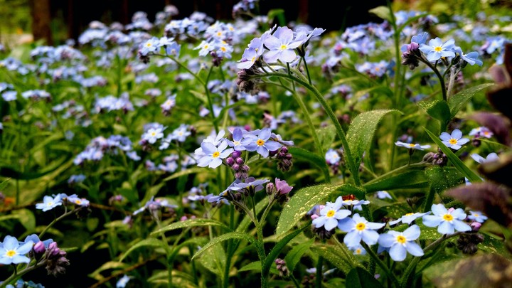 Myosotis palustris (forget-me-not)