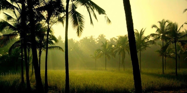 Nature