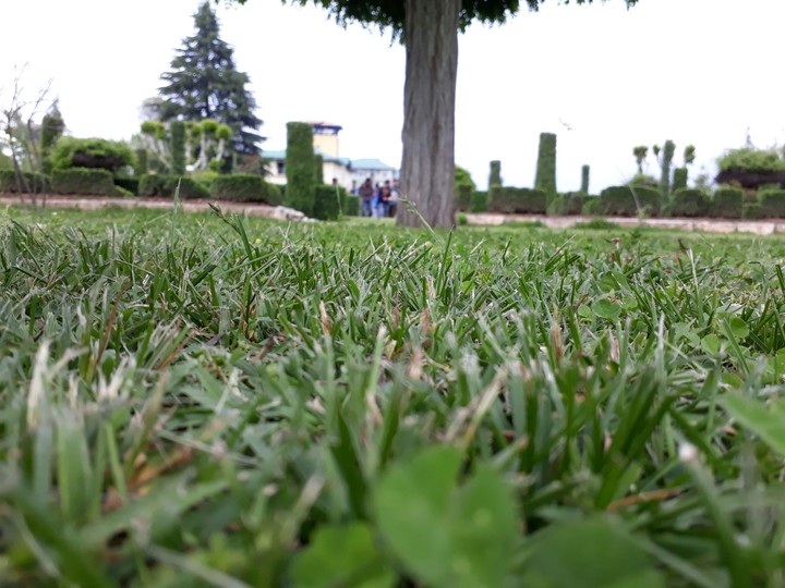 Grass blade