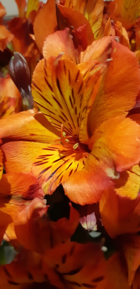 alstroemeriaceae, Close-up壁紙