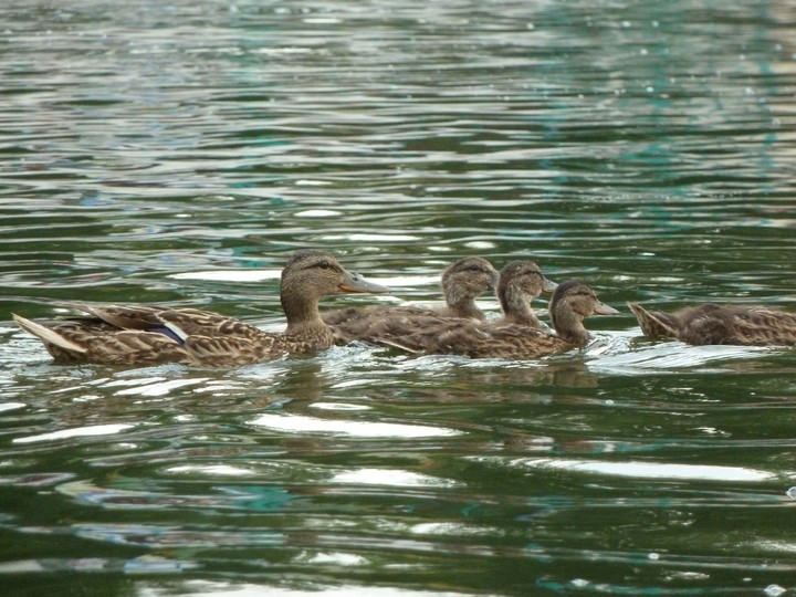 Mothering