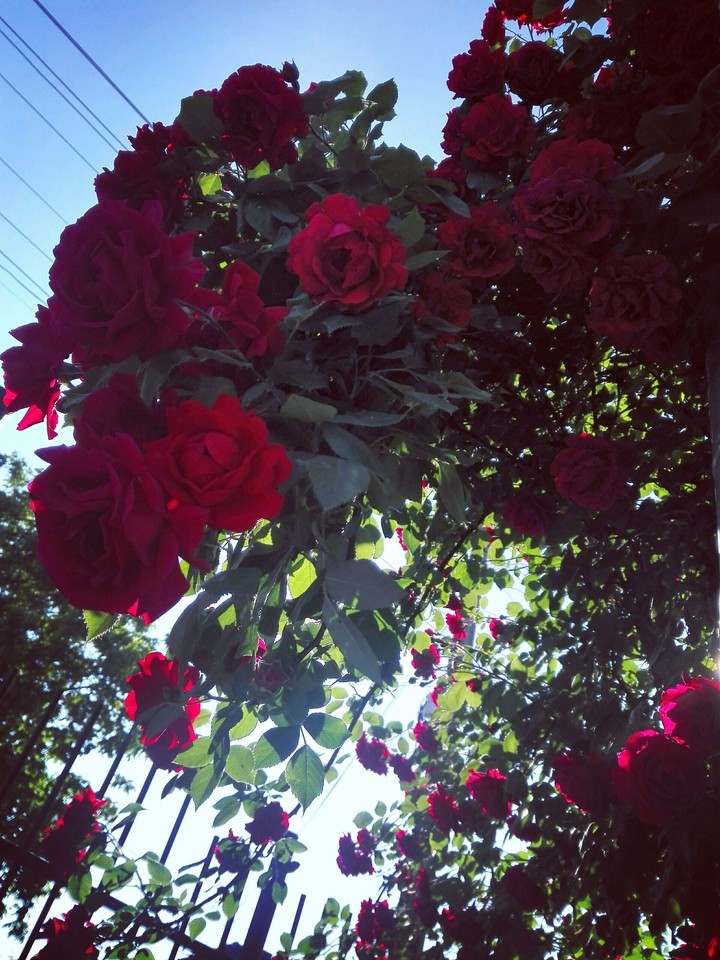 Beautiful Roses
