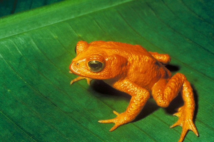 Orange frog