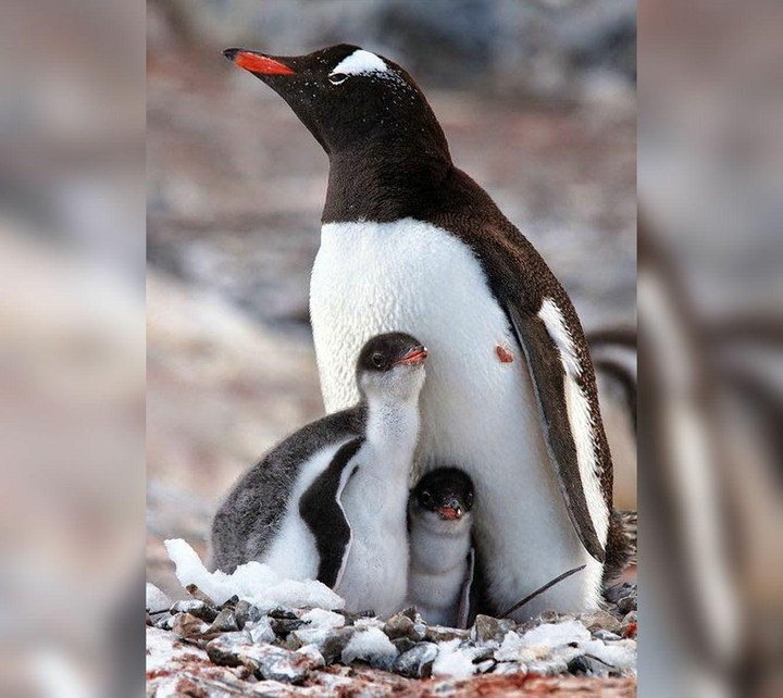 penguin
