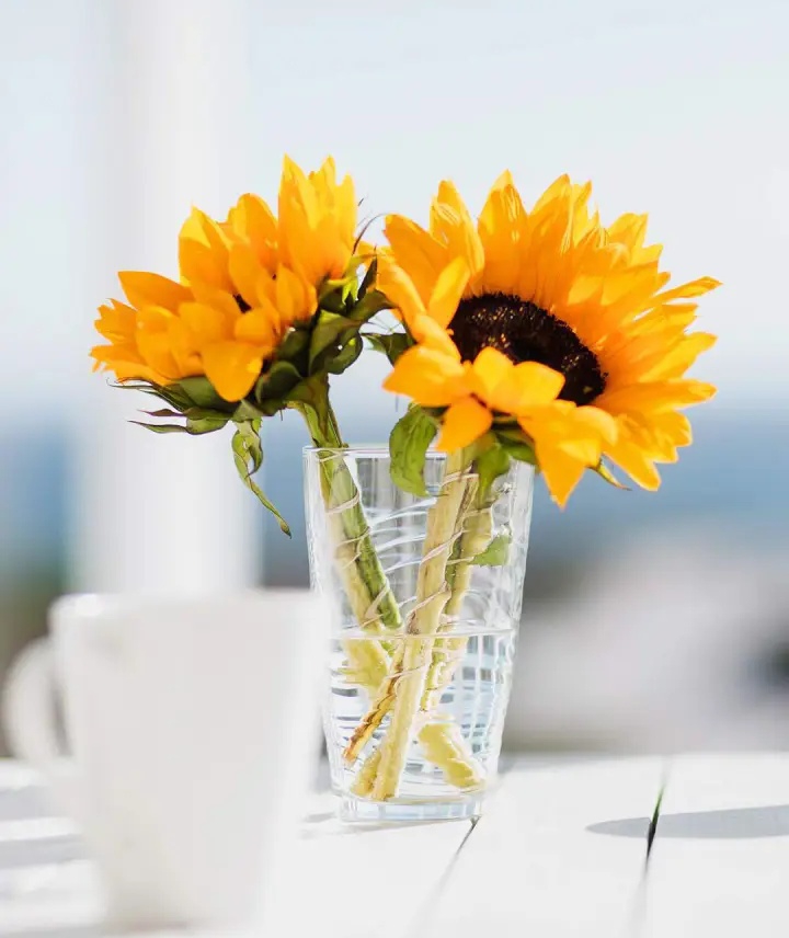 Sun-Flowers