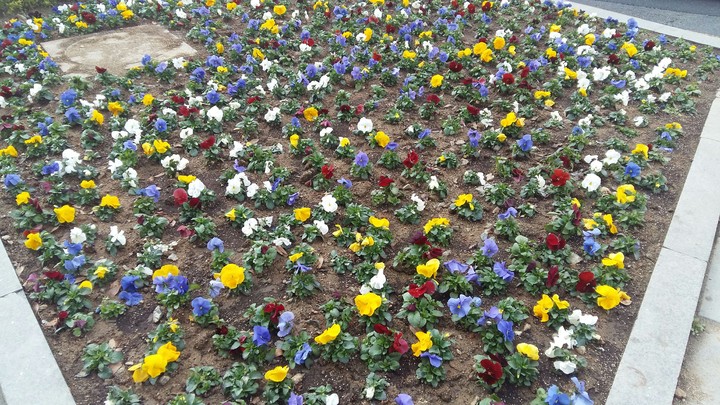 spring
