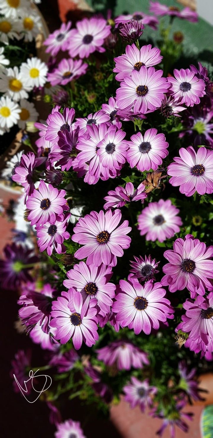 flores
