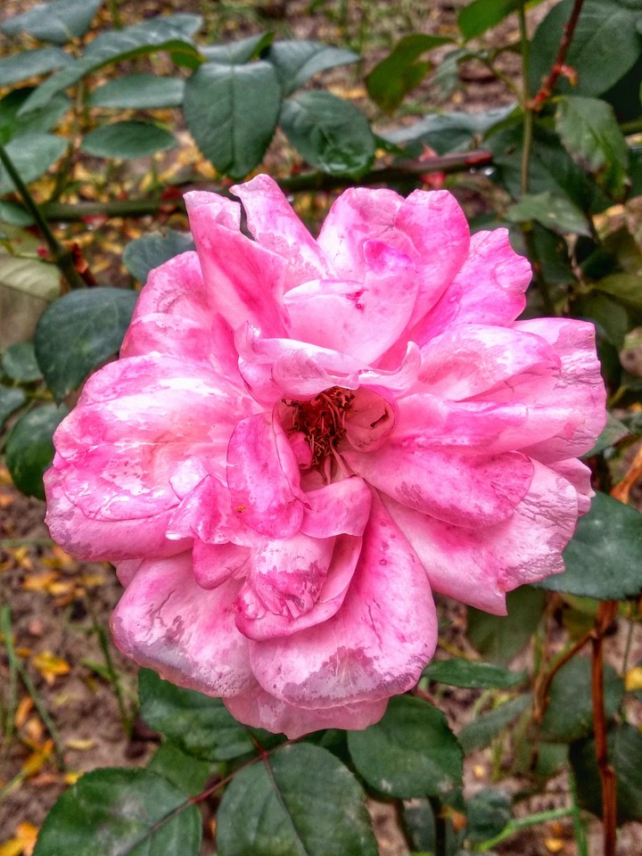 rose