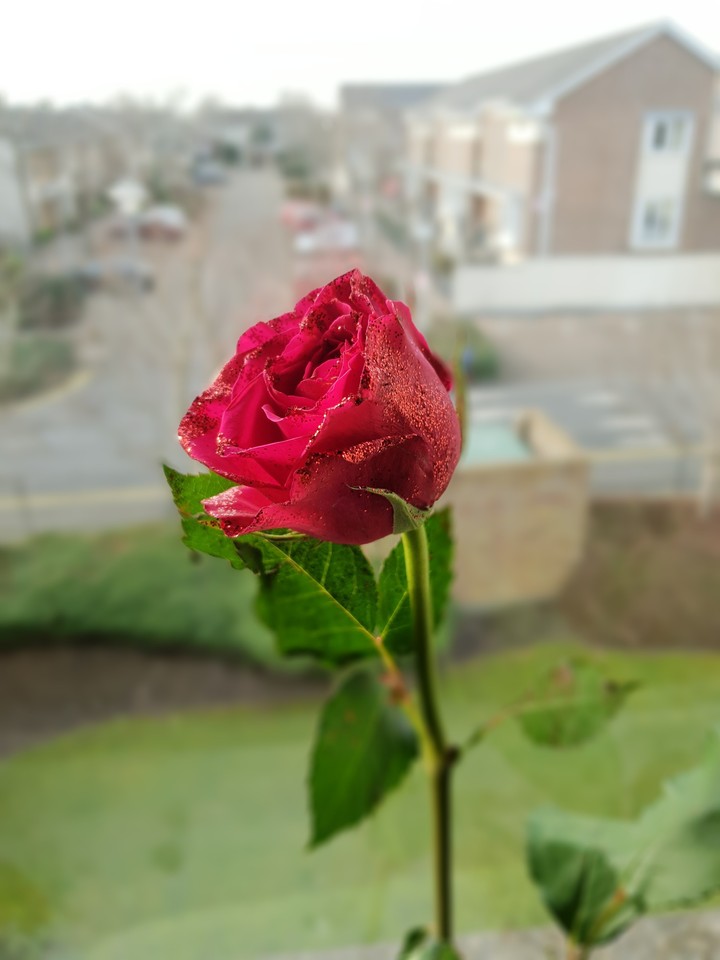 rose