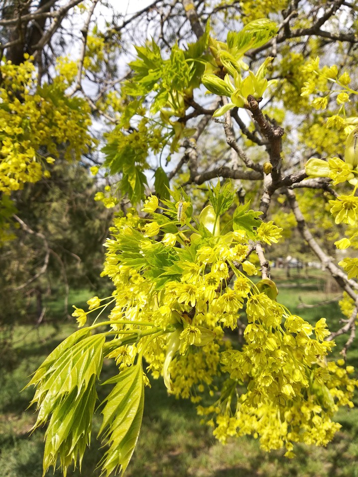 sprig
