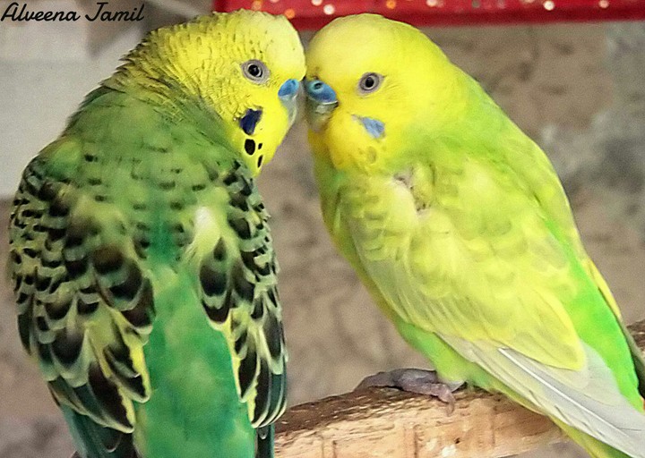 Love Birds