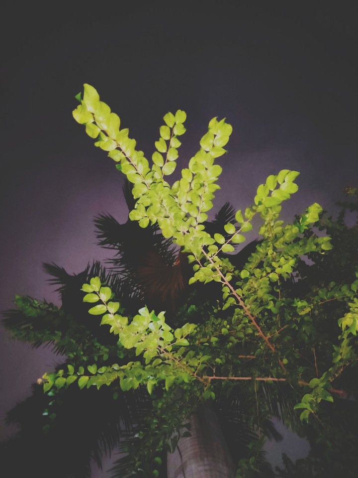 Evening