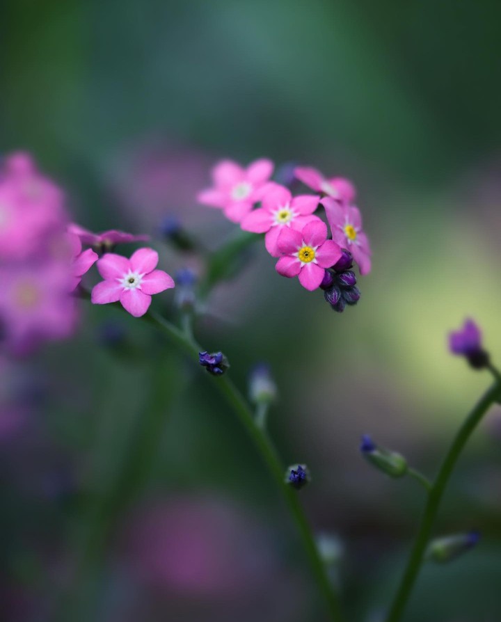 ~•°♤°•°❀°•°❀°•°❀°•°❀°•°♤•°~