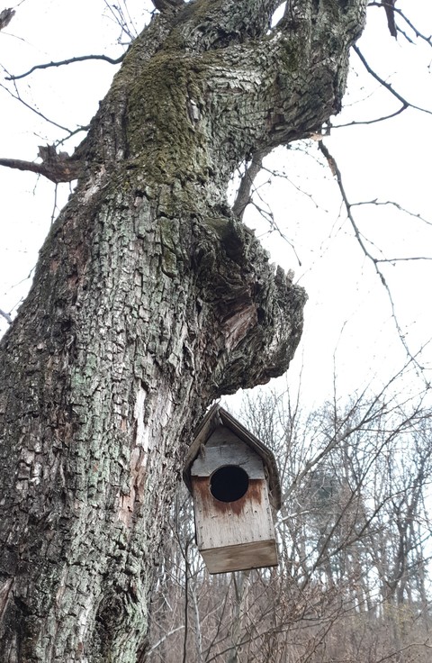 sfondi trunk, branch