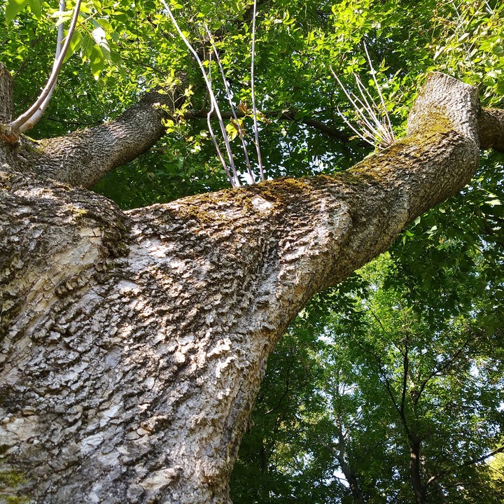 Bark and Trunk