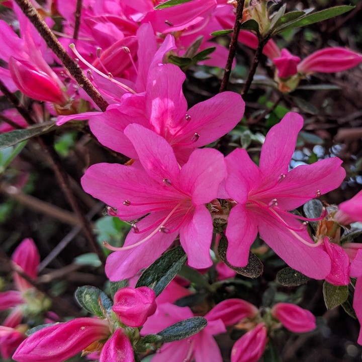 Flamingo pink