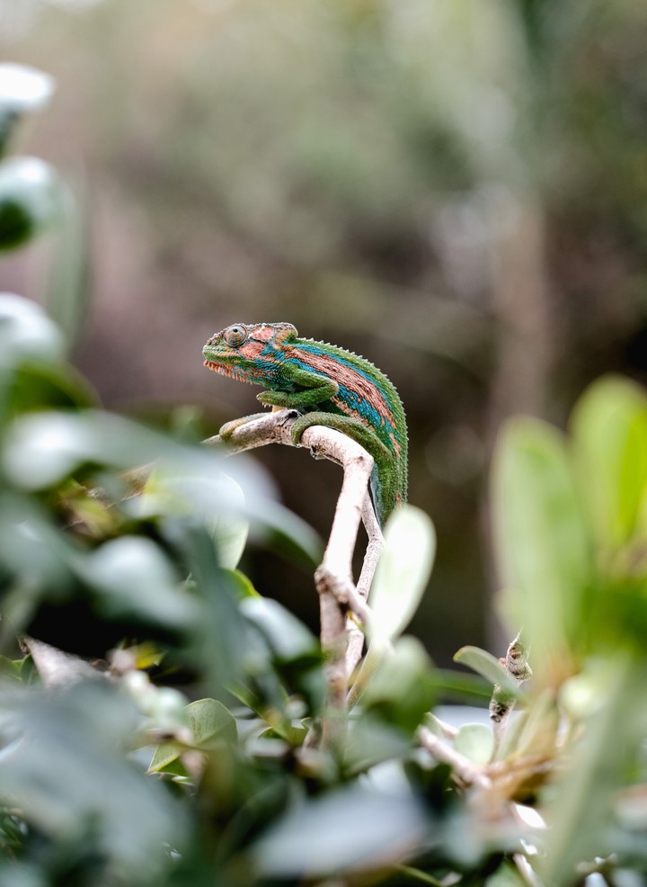 #Chameleon Reptile Mimicry