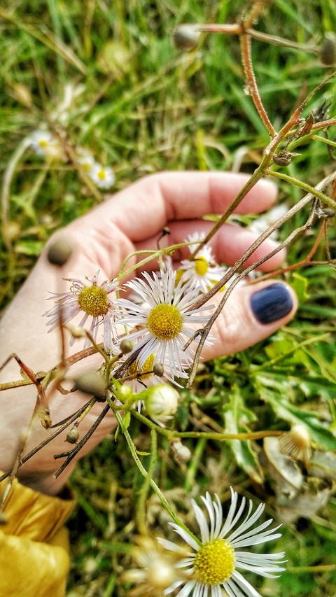 camomile