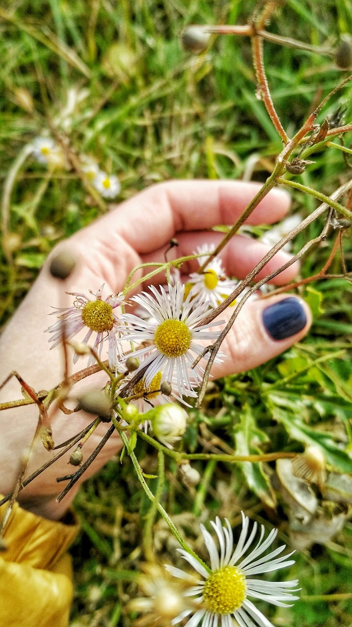 camomile