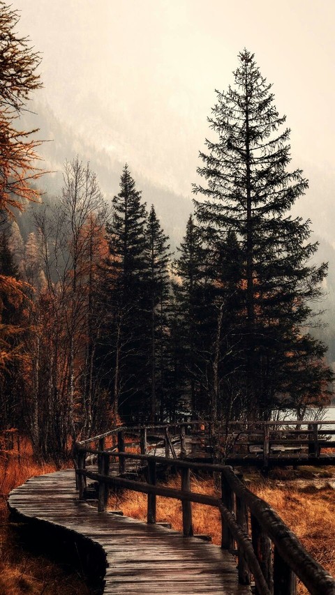 fonds d'écran fir, tree