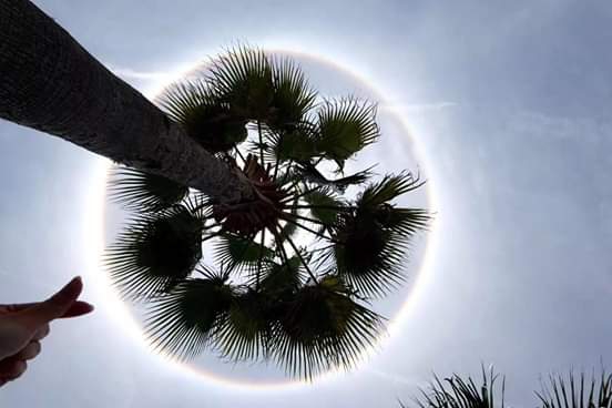 The Tree & Sun