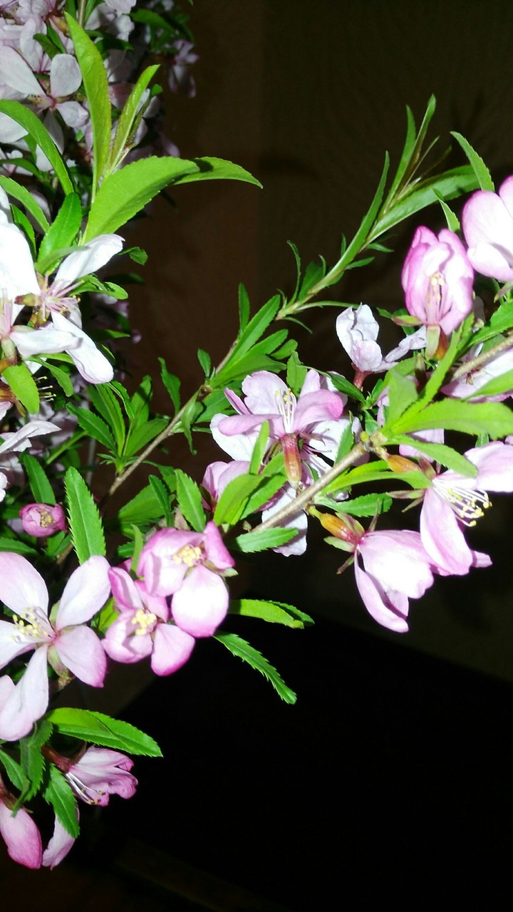 memories of the spring